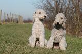 BEDLINGTON TERRIER 172